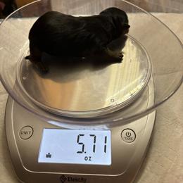 Boy 1 - Black and gold male Yorkshire Terrier puppy in Phoenix, Arizona from Coursey’s Yorkies