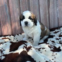 Lime green male - Brown and white male Saint Bernard puppy in Milroy, Minnesota from Shoen Saint Bernards