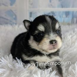 Flash - 2200 - Black and white male Pomsky puppy in Spring Hill, Florida from www.PuppyTimeEmporium.com