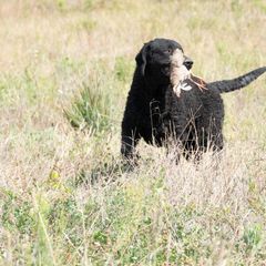 Curly-Coated Retriever All Grown Up from Pizzazz Retrievers