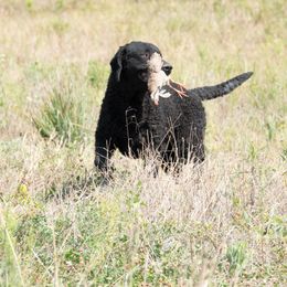 Curly-Coated Retriever All Grown Up from Pizzazz Retrievers