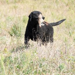 Curly-Coated Retriever All Grown Up from Pizzazz Retrievers