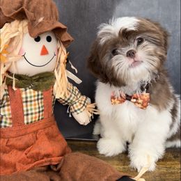 Boy 2 - Liver and white male Shih Tzu puppy in Ocala, Florida from Mimi's Shih-tzus of Ocala
