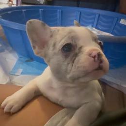 Peal - Tricolors female French Bulldog puppy in Peoria, Arizona from A Quality French Bulldogs AZ