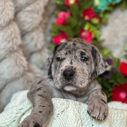 Girl 3 - Merle Great Dane puppy in Reno, Nevada from Good Dog Danes