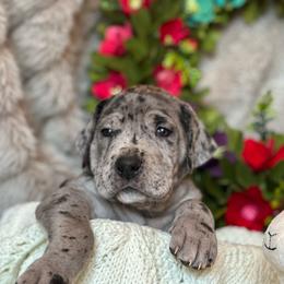 Girl 3 - Merle Great Dane puppy in Reno, Nevada from Good Dog Danes