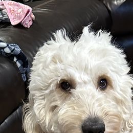 Shelby - Goldendoodle