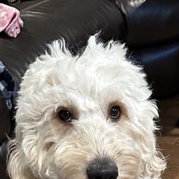 Shelby - Goldendoodle