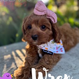 Purple Wren - Red female Cavapoo puppy in West Jordan, Utah from Ruby's Cavapoos
