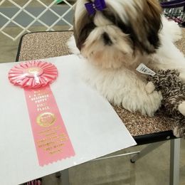 Mastiff and Shih Tzu All Grown Up from AKA Shih Tzu