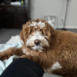 Holly - Bernedoodle