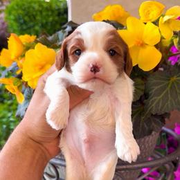 Forest - Blenheim male Cavapoo puppy in Salt Lake City, Utah from SunnySide Mini Doodles