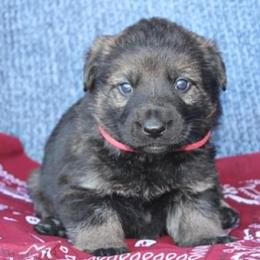 Girl 3 - Sable female German Shepherd puppy in Republic, Washington from Von Zobel Haus Kennels