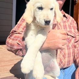 Dahlia - Light golden female Golden Retriever puppy in Concho, Arizona from Red Sky Ranch