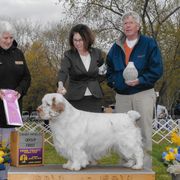 Henry - Clumber Spaniel
