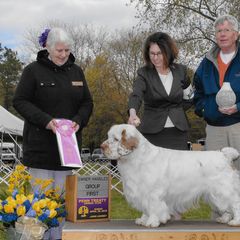 Henry - Clumber Spaniel