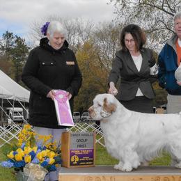Henry - Clumber Spaniel