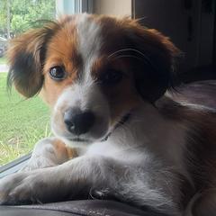 Nederlandse Kooikerhondje Puppies from Lenders Land