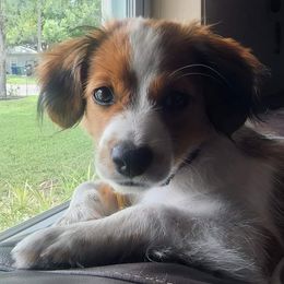 Nederlandse Kooikerhondje Puppies from Lenders Land