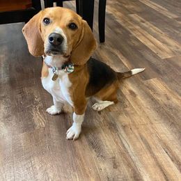 Beagle All Grown Up from Idaho Creekside Beagles