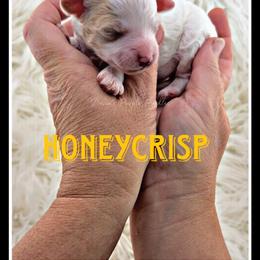 Honeycrisp - Parti female Poodle puppy in Fort Calhoun, Nebraska from Devin’s Purple Poodles