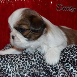 Shih Tzus from Vintage Garden Shih Tzu