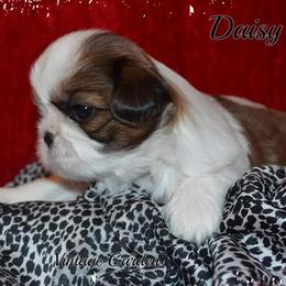 Shih Tzus from Vintage Garden Shih Tzu