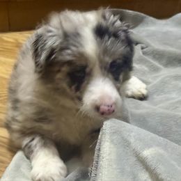 Boy 3 - Blue merle male Border Collie puppy in Miami, Florida from CP FARMS BORDER COLLIES N JACKS CORP