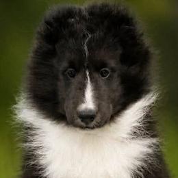 Shetland Sheepdog puppies from Sassy Shelties