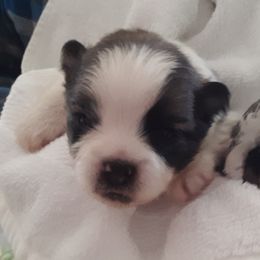 Pomeranian Puppies from Jaime's Pomeranians
