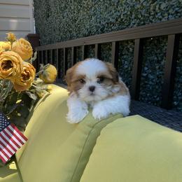 Girl 1 - Red and white female Shih Tzu puppy in Troy, Michigan from "Shihtzu Best Friend"