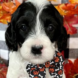 Aspen - Black and white Cockapoo puppy in Roseville, California from Darby Park Doodles
