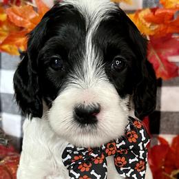 Aspen - Black and white Cockapoo puppy in Roseville, California from Darby Park Doodles