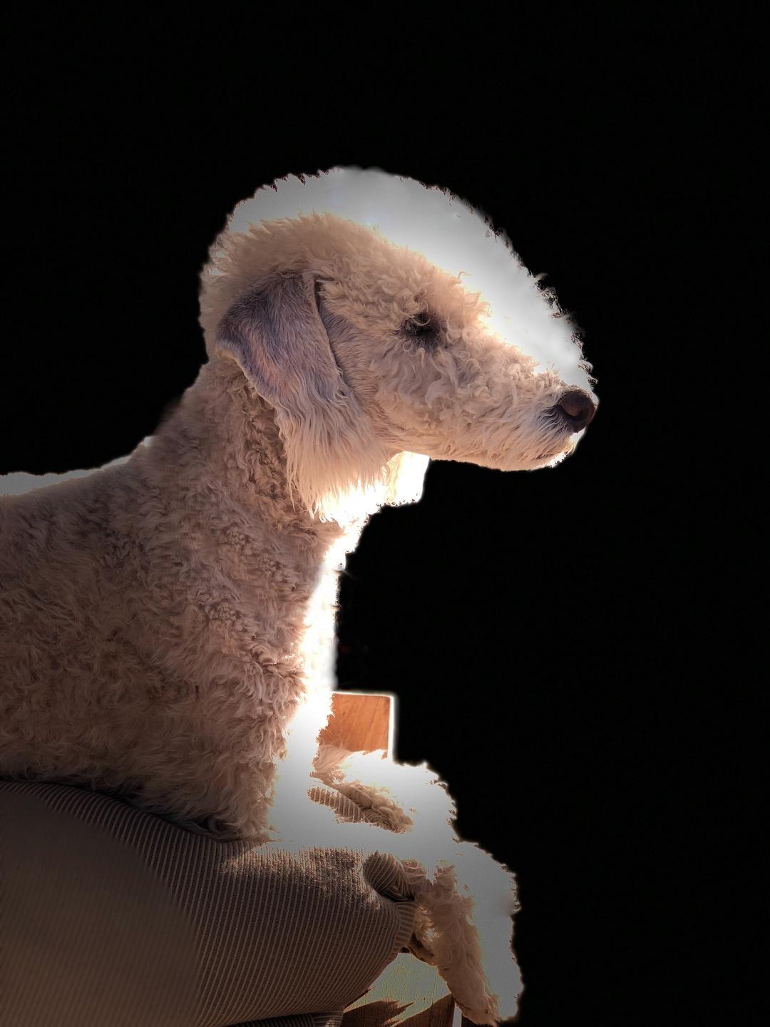 Patchwork Bedlington Terriers and Bichon Frise in Texas Bedlington