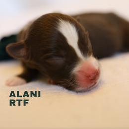 Alani- Red Tri Female - Red tri female Miniature Australian Shepherd puppy in Nacogdoches, Texas from TK Standard, Mini, & Toy Aussies