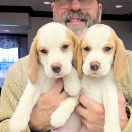 Butterscotch - Lemon and white male Beagle puppy in Union, Kentucky from Moore Beagles