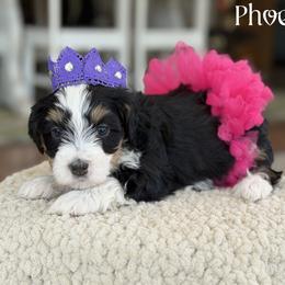 Phoebe - Tri-color female Bernedoodle puppy in Henry, Illinois from Rowe Farms Doodles