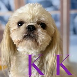 KK - Shih Tzu