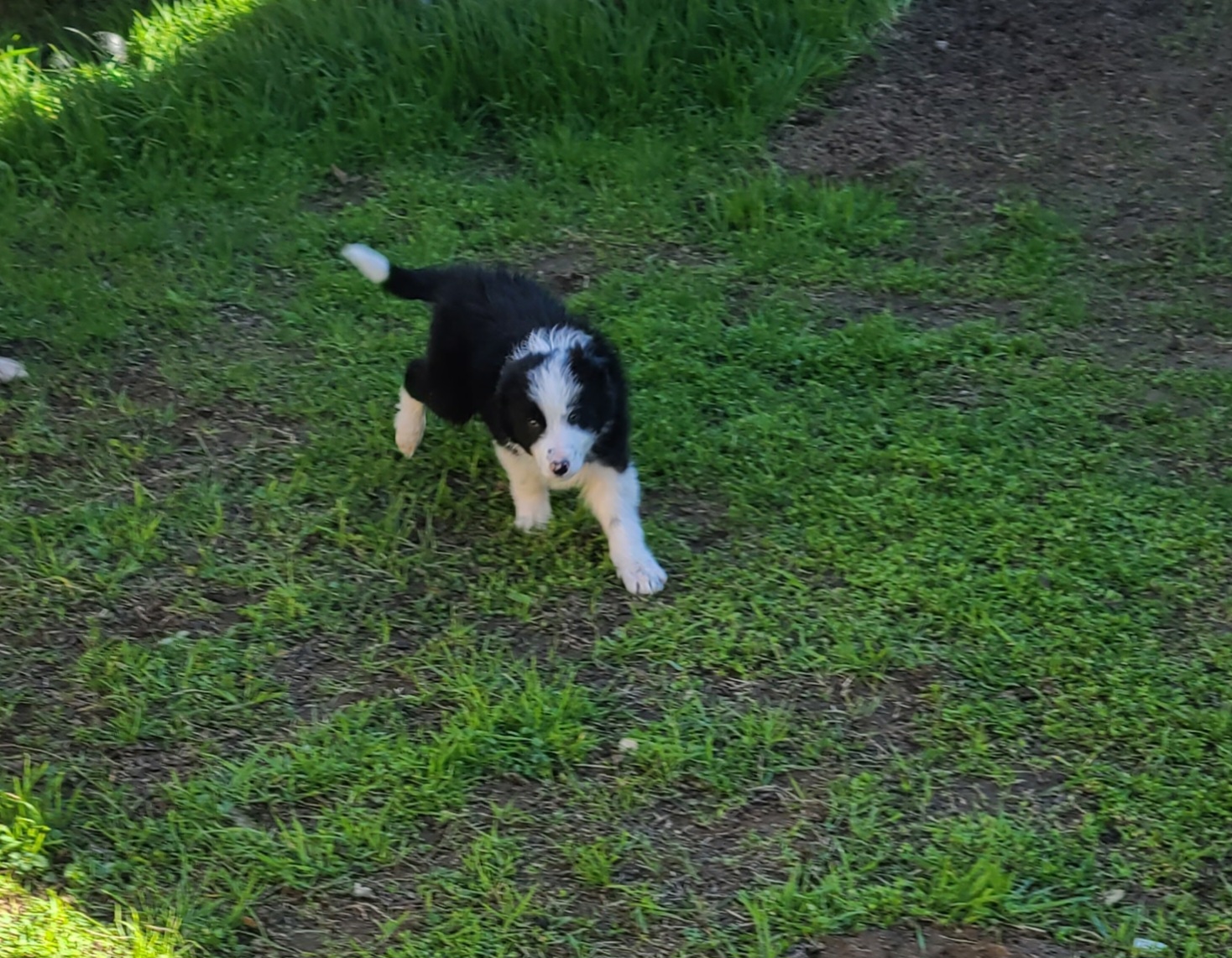 Fidget - Border Collie puppy in Le Grand, California from Lonesome Me Border Collies