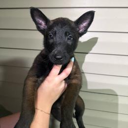 Red collar 5 - Mahogany male Belgian Malinois puppy in Midway, Georgia from C4MALINOIS