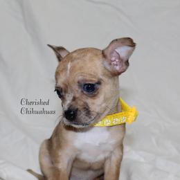 Opal - Merle female Chihuahua puppy in Willamina, Oregon from Cherished Chihuahuas