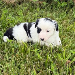 Charger - Black and white male Border Collie puppy in Owenton, Kentucky from Three16 Ranch