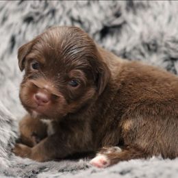 Blue-Eyed Minimal White Red Tri Male - Red tri male Toy Australian Shepherd puppy in Leighton, Alabama from Isbell Land & Livestock, LLC