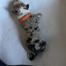 Australian Shepherd Puppies from Aussie Tree-O