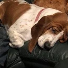 Basset Hounds from Ritter’s Critters