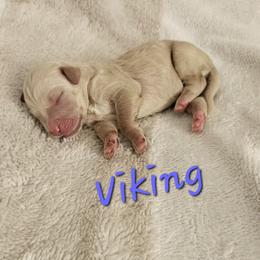 Viking - Cream male Goldendoodle puppy in Kansas City, Missouri from Poppy's Doodles
