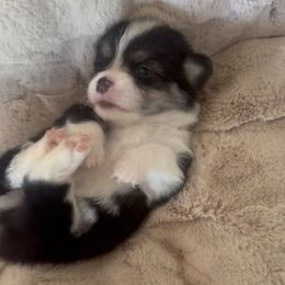 Peter - Black and tan male American Corgi puppy in Paradise, Texas from Bar S Corgis