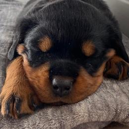 Rottweilers from Legacy Rottweilers