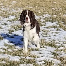 Hunter - English Springer Spaniel