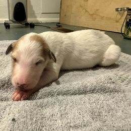 Boy 4 - Borzoi puppy from Luxor Borzoi